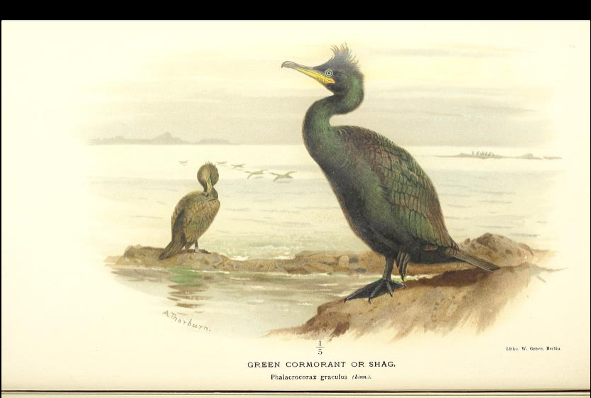 green cormorant or shag from Coloured Figures